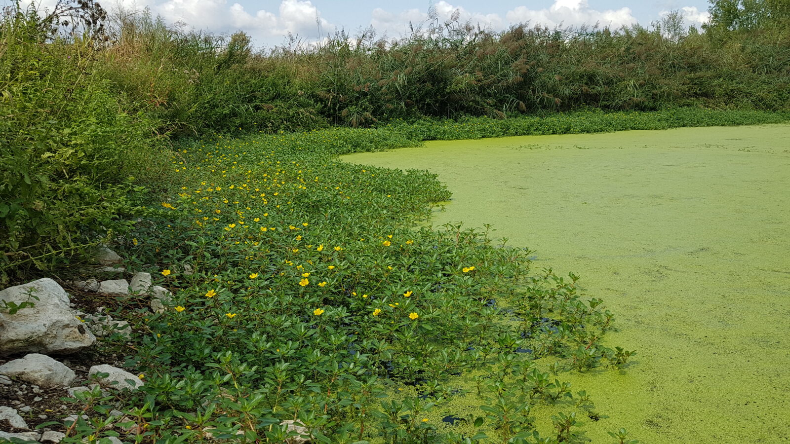 La Gestion Des Exotiques Envahissantes Association Gentiana